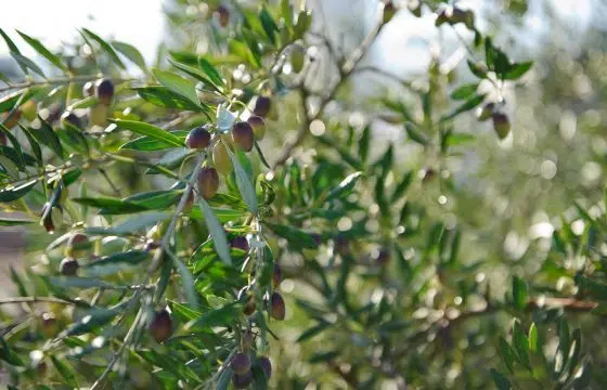 Ibuprofen-ähnliche Aktivität von nativem Olivenöl extra